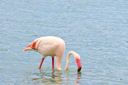 Greater Flamingo  ,Phoenicopterus roseus  in the salt lagoon of Calpe, Spain