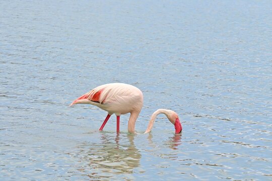 Greater Flamingo  ,Phoenicopterus roseus  in the salt lagoon of Calpe, Spain
