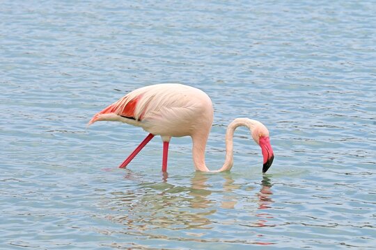Greater Flamingo  ,Phoenicopterus roseus  in the salt lagoon of Calpe, Spain