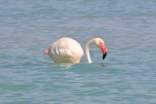 Greater Flamingo  ,Phoenicopterus roseus  in the salt lagoon of Calpe, Spain