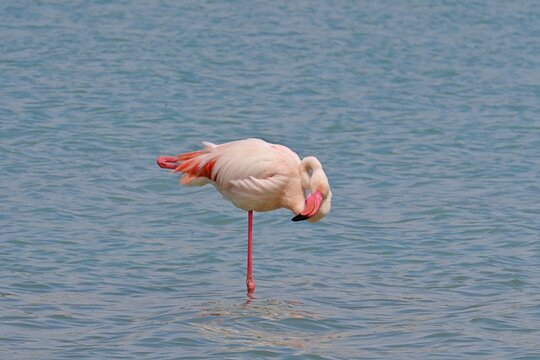 Greater Flamingo  ,Phoenicopterus roseus  in the salt lagoon of Calpe, Spain