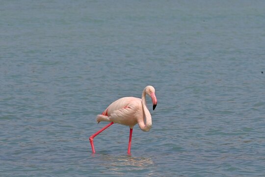 Greater Flamingo  ,Phoenicopterus roseus  in the salt lagoon of Calpe, Spain