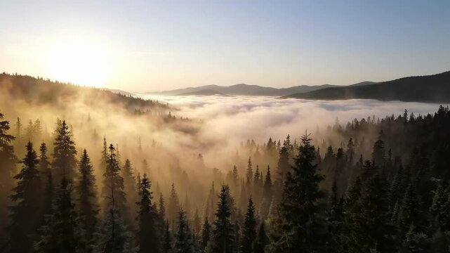 Aerial view of misty pine forest at sunrise, golden sunlight over mountain valley with low hanging clouds and fog