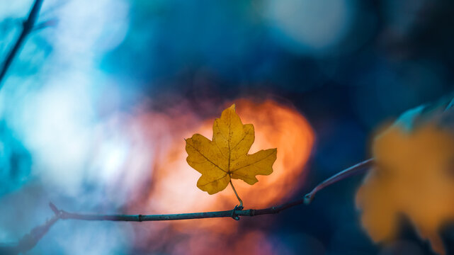 Single golden maple leaf on branch in autumn, beautiful macro photo with teal background, warm orange bokeh, shallow depth of field, and soft natural light