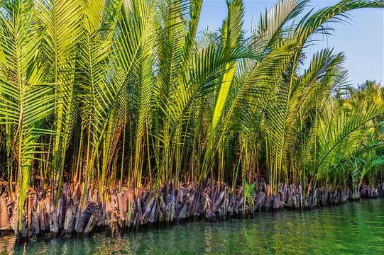 A view of a thicket of Nipa palms growing along a tidal river on the waterways of the Bay Mau Coconut Forest in Cam Thanh village near Hoi An, Vietnam on a bright sunny day