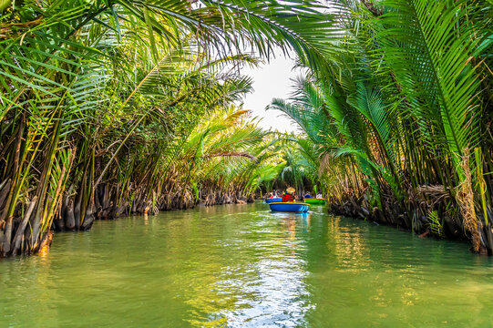 A view of basket boats navigating, a tunnel of Nipa palms on a tidal river on the waterways of the Bay Mau Coconut Forest in Cam Thanh village near Hoi An, Vietnam on a bright sunny day