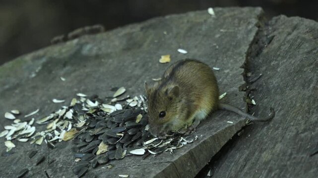 Small brown mouse eats sunflower seeds on weathered wood. Curious eyes track food as tiny paws grip the surface. Background softly blurred, emphasizing natural woodland setting