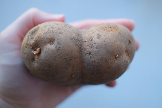 Person holds an unusual raw potato with two lobes in their palm during the daytime as part of food preparation or simple observation of natural vegetable growth patterns