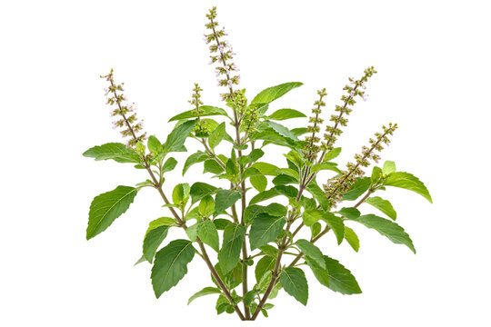 Fresh holy basil tulsi plant with green leaves and flowering stems durga puja and diwali isolated on a transparent background