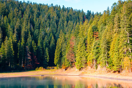 lake Synevyr in autumn. spruce forest reflection in morning light. fall season in Carpathian mountains. popular travel destination of Ukraine