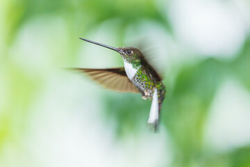 A Collared Inca hummingbird (Coeligena torquata) hovering in flight against a lush green background in Ecuador. © Miroslav Srb