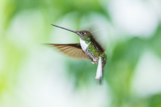 A Collared Inca hummingbird (Coeligena torquata) hovering in flight against a lush green background in Ecuador.