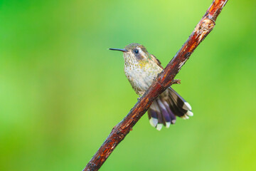 Fototapeta premium Speckled Hummingbird perched on a mossy branch in the lush cloud forest of Ecuador, highlighting its distinctive speckled plumage and straight bill.