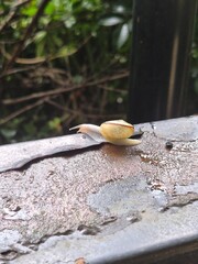 Small snail crawling on wet surface after rain in nature © 은정 오