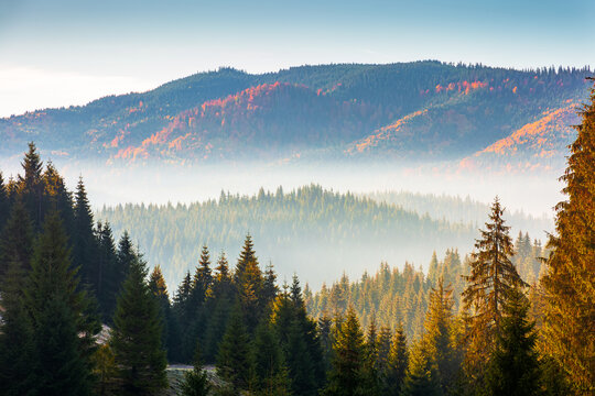 fir trees on a meadow down the will to coniferous forest in foggy mountains of Romania. magical landscape in morning light. autumn season in Apuseni natural park