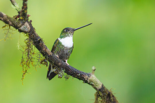 A Collared Inca hummingbird (Coeligena torquata) hovering in flight against a lush green background in Ecuador.