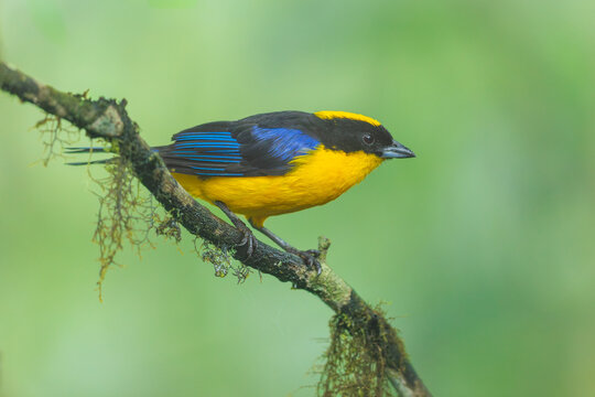 A Blue-winged Mountain Tanager (Anisognathus somptuosus) perched on a mossy branch in the lush cloud forest of Ecuador.