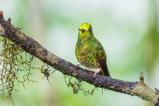 A Buff-tailed Coronet hummingbird (Boissonneaua flavescens) perched on a mossy branch in the cloud forest of Ecuador.