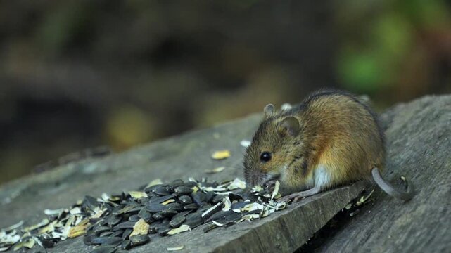 Small brown mouse eats sunflower seeds on weathered wood. Curious eyes track food as tiny paws grip the surface. Background softly blurred, emphasizing natural woodland setting