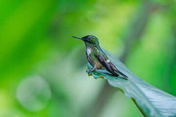Obraz premium A Festive Coquette hummingbird (Lophornis chalybeus) hovering in flight against a blurred green background in the Atlantic Forest of Brazil.