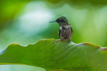 Obraz premium A Festive Coquette hummingbird (Lophornis chalybeus) hovering in flight against a blurred green background in the Atlantic Forest of Brazil.