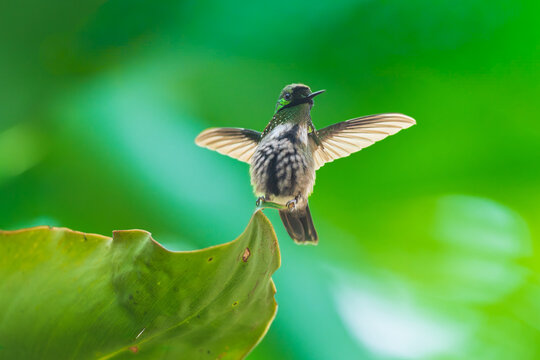 A Festive Coquette hummingbird (Lophornis chalybeus) hovering in flight against a blurred green background in the Atlantic Forest of Brazil.