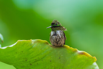 Fototapeta premium A Festive Coquette hummingbird (Lophornis chalybeus) perched on a vibrant green leaf in the Atlantic Forest of Brazil.