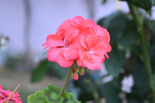 Pink germanium flower with soft bokeh background