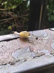 Small snail crawling on wet surface after rain in nature © 은정 오