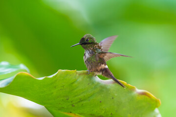 Obraz premium A Festive Coquette hummingbird (Lophornis chalybeus) perched on a vibrant green leaf in the Atlantic Forest of Brazil.