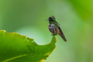 Fototapeta premium A Festive Coquette hummingbird (Lophornis chalybeus) perched on a vibrant green leaf in the Atlantic Forest of Brazil.
