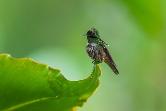 A Festive Coquette hummingbird (Lophornis chalybeus) perched on a vibrant green leaf in the Atlantic Forest of Brazil.