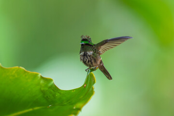 Fototapeta premium A Festive Coquette hummingbird (Lophornis chalybeus) perched on a vibrant green leaf in the Atlantic Forest of Brazil.