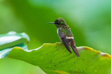Fototapeta premium A Festive Coquette hummingbird (Lophornis chalybeus) perched on a vibrant green leaf in the Atlantic Forest of Brazil.