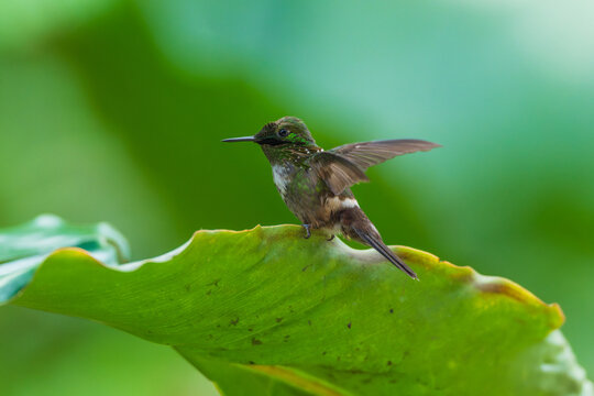 A Festive Coquette hummingbird (Lophornis chalybeus) perched on a vibrant green leaf in the Atlantic Forest of Brazil.