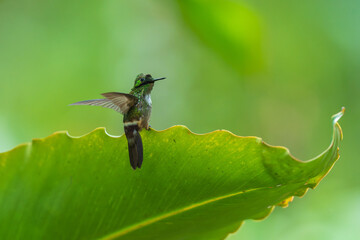 Fototapeta premium A Festive Coquette hummingbird (Lophornis chalybeus) perched on a vibrant green leaf in the Atlantic Forest of Brazil.