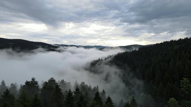Aerial view of misty pine forest valley at sunrise, cinematic fog rolling over evergreen mountains, atmospheric nature landscape