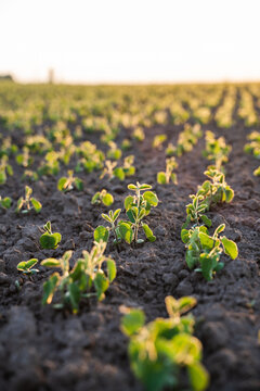 Young soybean sprout emerging from cultivated topsoil, growing in an agricultural field during golden hour at sunset