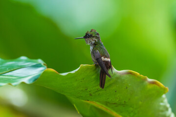 Fototapeta premium A Festive Coquette hummingbird (Lophornis chalybeus) perched on a vibrant green leaf in the Atlantic Forest of Brazil.