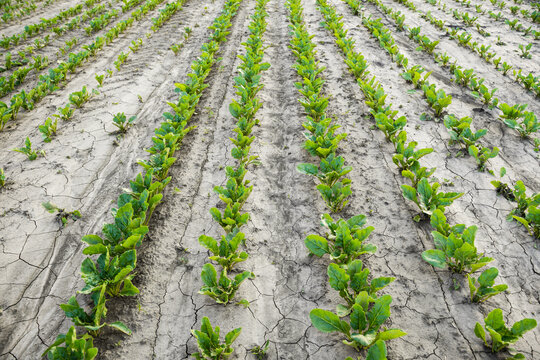 Young green crops growing in cracked dry soil highlighting agricultural drought and climate change impacts