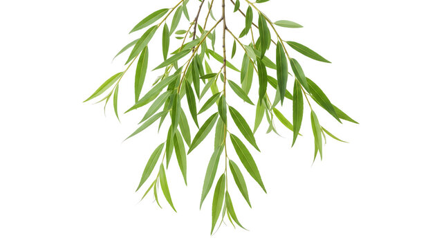 Fresh green willow branches with long narrow leaves isolated on transparent background