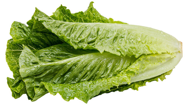 Isolated vibrant fresh green whole romaine lettuce head with refreshing water droplets.