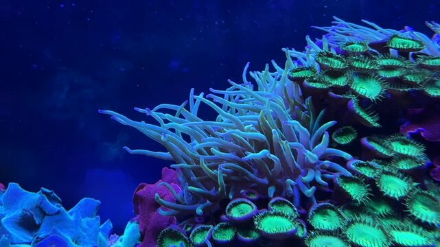 Ocellaris clownfish Amphiprion ocellaris with Entacmaea quadricolor and Zoanthus polyps in a reef aquarium. Indo Pacific marine wildlife for biology, zoology, observation, learning and research study.