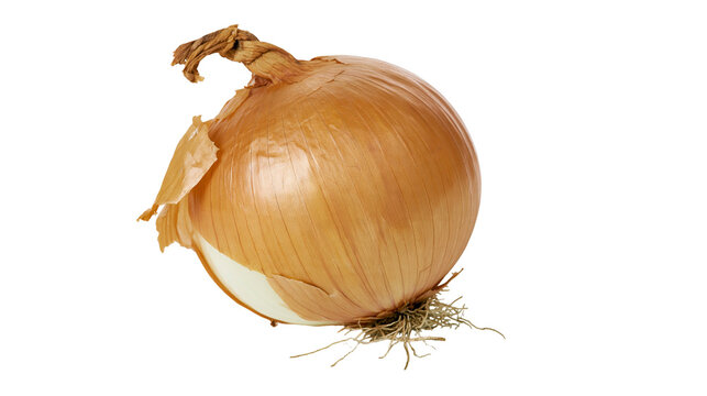 Isolated fresh brown onion with natural skin and fibrous roots, partially peeled for culinary use