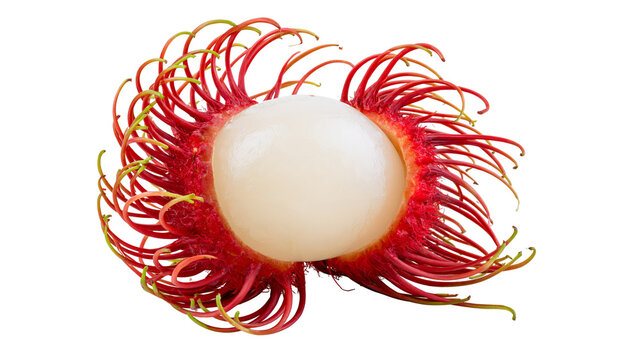 Isolated vibrant ripe rambutan tropical fruit with open red hairy skin revealing white juicy flesh