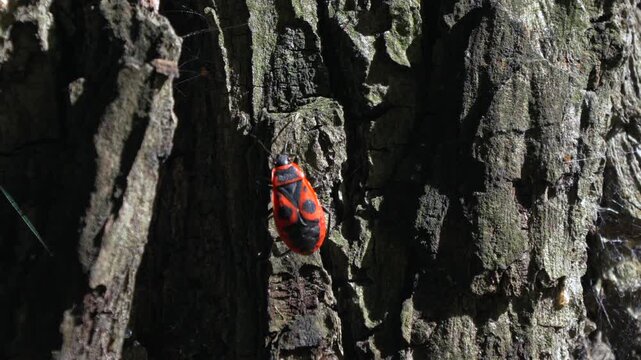 Red and black bug crawls over tree bark. Bug moves slowly across rough, sunlit bark. Natural scene captures insect behavior in woodland. Perfect for nature, wildlife, or environmental projects