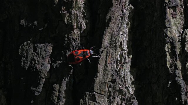 Red and black bug crawls over tree bark. Bug moves slowly across rough, sunlit bark. Natural scene captures insect behavior in woodland. Perfect for nature, wildlife, or environmental projects