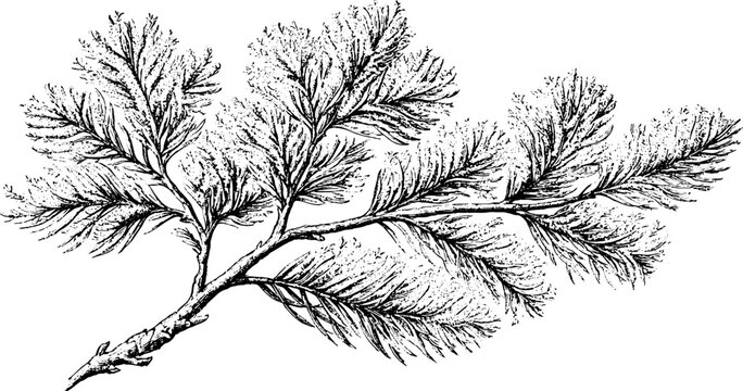 Antique engraving of hoarfrost branch isolated on white background for vintage botanical background and decorative design