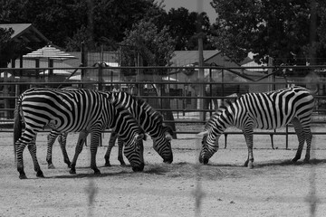 zebra in the wild © Jenny