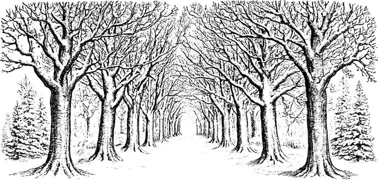 Antique engraving of a winter tree tunnel with arching bare branches and snowy ground for vintage background wallpaper and poster design